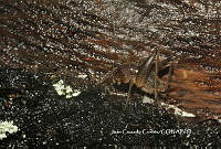 JCC0076 Gryllidae.JPG