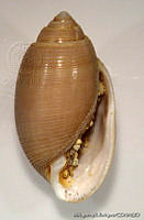 MRyRR0006 Acteon tornatilis.jpg