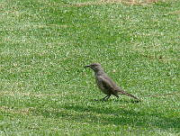 CGL2237 Toxostoma curvirostre.jpg