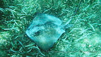BDPyJCPP030 Hypanus sp..jpg
