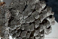 MASM03338 Pinus montezumae.jpg