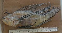 HE009 P 1539 Pez león asiático.jpg
