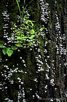 AF001 Coprinellus disseminatus.jpg