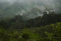 DCA01 Ara macao.jpg