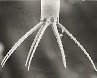 DUHB0043 Bacteriastrum elongatum.png