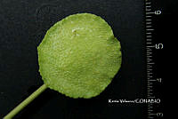 ME010 KV 01464 Dorstenia drakena L., 1759_.JPG