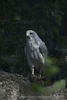 MASM06323 Geranoaetus albicaudatus.jpg