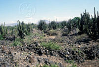 EHX0188 Stenocereus sp..JPG