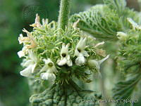 OTV4446 Marrubium vulgare.jpg