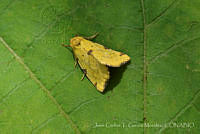 JCGM03089 Lepidoptera.jpg