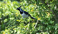AAKVDH 0415 Cyanocorax colliei.JPG