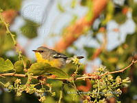 MCS IM0144 Setophaga pitiayumi ssp. Insularis.jpg