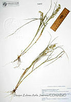 DZAJ1456 Eragrostis cilianensis.JPG