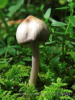 MCS157 Inocybe geophylla  lilacina.JPG
