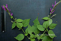 ME010 KV 02535 Salvia purpurea Cav., 1793.JPG