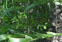 SG019 0273 Citrus limon y Zea mays.jpg