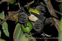 ELC0090 Artibeus jamaicensis.jpg