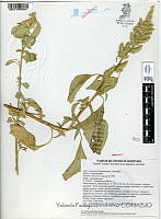 YPH0164 Amaranthus hybridus.jpg