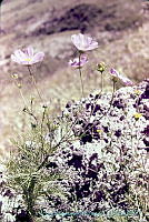 871 Cosmos bipinnatus.jpg