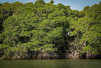 FBA0528 Rhizophora mangle.jpg