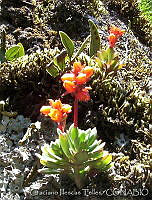 GIT0004 Echeveria sp..jpg