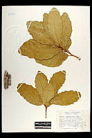 102082 Quercus tuberculata.jpg