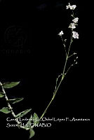 Atleq 0528 Sagittaria papillosa.jpg