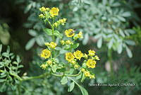 SG002 0116 Ruta chalepensis y Diptera.jpg