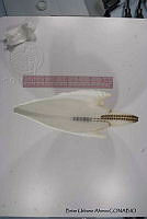 KT014 0002 Argonauta argo.JPG