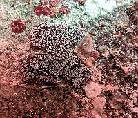 NE018 0348 Botrylloides leachii.jpg