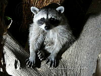 MCS IM0067 Procyon lotor insularis.jpg