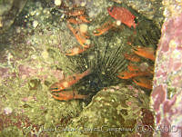 JCCC0002 Apogon pacifici.jpg