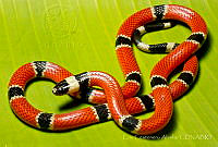 ECA0243 Micrurus distans.jpg