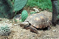 GC0080 Gopherus flavomarginatus.jpg