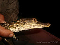 JDL0026 Crocodylus moreletii.jpg