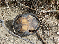 JLE0017 Kinosternon flavescens.jpg