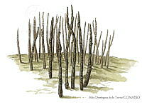 ADDLT0026 Avicennia germinans.JPG