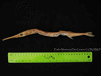 EMDGDJ023-72 Tylosurus exilis.jpg