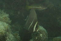 IDG1735 Pomacanthus paru.jpg