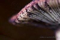 JMLV02 Russula sp..jpg