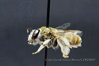 CGVM1237 Tetraloniella eriocarpi.jpg