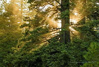 EGS04 Pinus sp..jpg