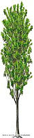 RAA0115 Salix bonplandiana.jpg