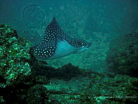 CMGV0151 Aetobatus narinari.jpg