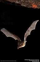 Murcielago.jpg