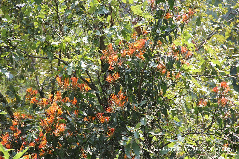 Proy%20JF091%200357%20Psittacanthus%20calyculatus.JPG.nyeg an1MRmpkxdjQA3g0JtbmFja29CbnFuZ3NAbXJ6LGtwZwA.90j5yJwYb5