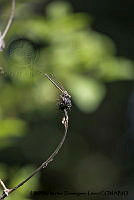 PJ016 0617 Hetaerina americana.JPG
