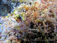 RRR166 Hypnea cervicornis.jpg