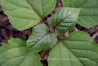 IMDOC3906 Plectranthus ciliatus.jpg