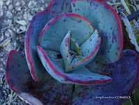 IRR 0395 Echeveria.jpg